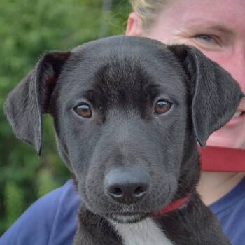 Chester -  Black Labrador Retriever and Boxer Dog for Adoption in Huntley, Illinois - Chester | PetCurious