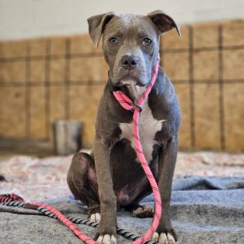 Stellan -  Pit Bull Terrier Dog for Adoption in East St. Louis, Illinois - Stellan | PetCurious