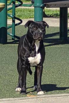 Pit Bull Terrier Dogs Available for Adoption in Dayton, Ohio - MICHAEANGELO | PetCurious