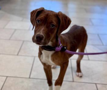 Rescue Boxer and English Springer Spaniel Dogs for Adoption in Partlow, Virginia - S'mores | PetCurious