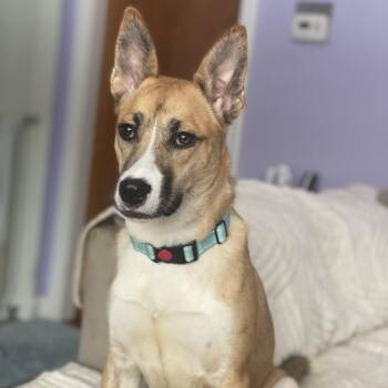 Mixed Breed Dogs Available for Adoption -  Holly | PetCurious