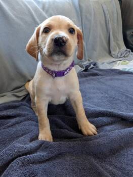 Precious (purple) - Gavi -  Retriever Dog for Adoption in Lakeland, Florida - Precious (purple) - Gavi | PetCurious