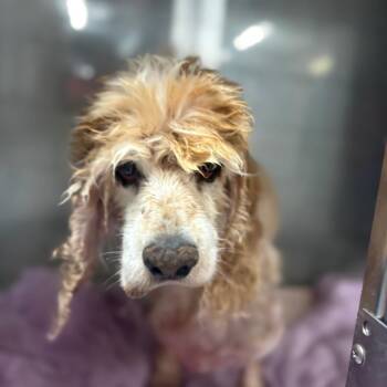 Judy -  Cocker Spaniel Dog for Adoption in Yuma, Arizona - Judy | PetCurious