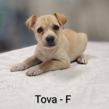 Tova -  Pit Bull Terrier and Chihuahua Dog for Adoption in Griswold, Connecticut - Tova | PetCurious