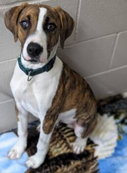 Rescue Mixed Breed Dogs for Adoption in Buchanan Dam, Texas - Fonzie | PetCurious