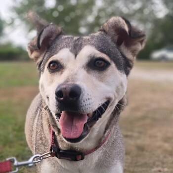 Husky and Labrador Retriever Dogs Available for Adoption in Houston, Texas - Sunny - Voted "Most Popular" | PetCurious