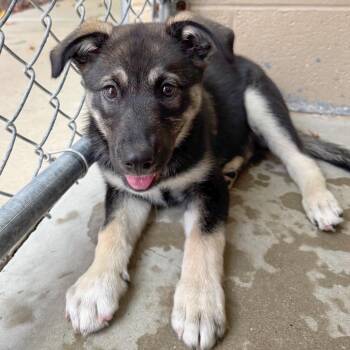 Philly Cheese -  Mixed Breed Dog for Adoption in Hendersonville, North Carolina - Philly Cheese | PetCurious