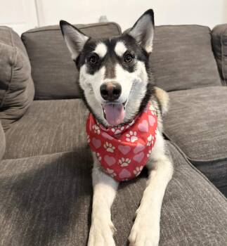 Husky Dogs Available for Adoption - Freya | PetCurious