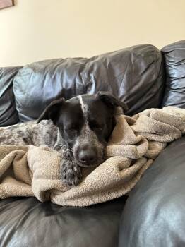 Rescue Cattle Dog Dogs for Adoption in New York, New York - MAGGIE | PetCurious