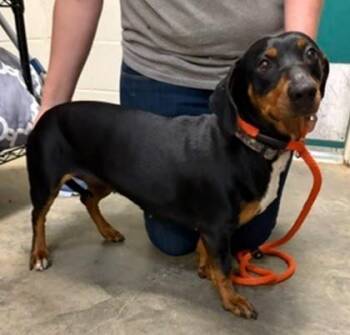Penelope -  Mixed Breed Dog for Adoption in Morristown, New Jersey - Penelope | PetCurious