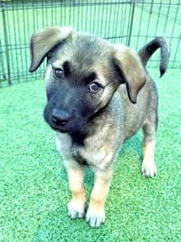 Shepherd and Mixed Breed Dogs Available for Adoption - Myrrh | PetCurious