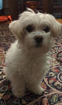 Lovely and Loveable Lucy -  Maltese Dog for Adoption in Carlsbad, California - Lovely And Loveable Lucy | PetCurious