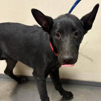 Nila -  Shepherd and Mixed Breed Dog for Adoption in Yuma, Arizona - Nila | PetCurious