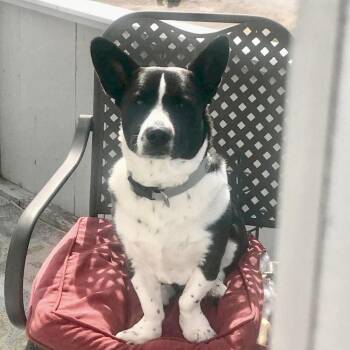 Toby FKA Pongo -  Mixed Breed Dog for Adoption in Groveland, Massachusetts - Toby FKA Pongo | PetCurious
