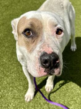 Mixed Breed Dogs Available for Adoption in Wichita, Kansas - Aura | PetCurious