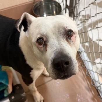 Winifred -  Pit Bull Terrier Dog for Adoption in Reno, Nevada - Winifred | PetCurious