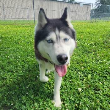 Rescue Siberian Husky Dogs for Adoption in Albert Lea, Minnesota - Akira | PetCurious