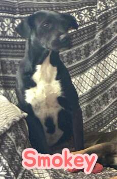 Rescue Terrier Dogs for Adoption in Chuckey, Tennessee - Smokey - NC | PetCurious