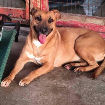 Mixed Breed and Yellow Labrador Retriever Dogs Available for Adoption - Petaka | PetCurious