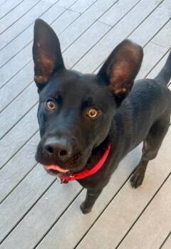 Shadow -  Shepherd and Mixed Breed Dog for Adoption in St. Augustine, Florida - Shadow | PetCurious