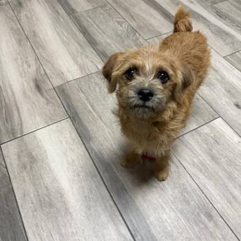 MABEL -  Terrier and Mixed Breed Dog for Adoption in Redlands, California - MABEL | PetCurious