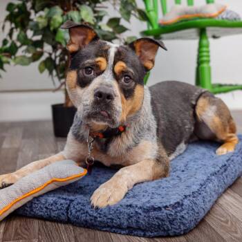 Cattle Dog and American Staffordshire Terrier Dogs Available for Adoption - Sheriff Buzby | PetCurious