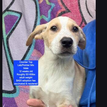 Labrador Retriever and Pointer Dogs Available for Adoption in Oviedo, Florida - Counter Top | PetCurious