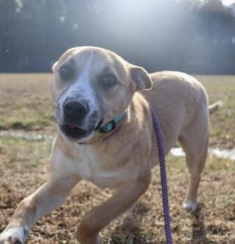 Labrador Retriever Dogs Available for Adoption - Pup Lisa | PetCurious