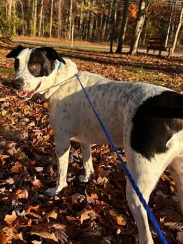 Rescue Pointer and American Staffordshire Terrier Dogs for Adoption in Westland, Michigan - Milo | PetCurious