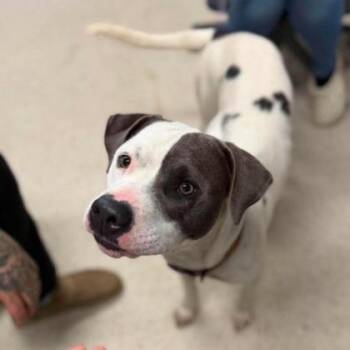 Bobo -  Mixed Breed Dog for Adoption in Erie, Pennsylvania - Bobo | PetCurious