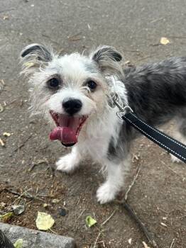 Ringo -  Terrier Dog for Adoption in New York, New York - Ringo | PetCurious
