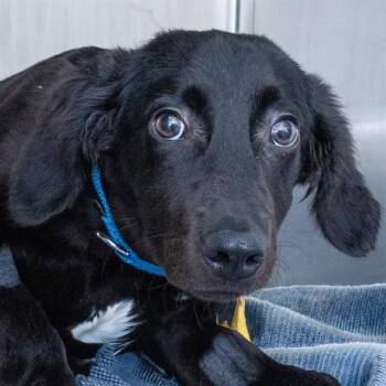 WILLOW -  Labrador Retriever and Mixed Breed Dog for Adoption in St. Louis, Missouri - WILLOW | PetCurious