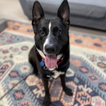 King -  German Shepherd Dog and Mixed Breed Dog for Adoption in Wheaton, Illinois - King | PetCurious