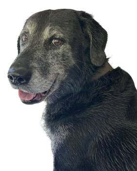 Black Labrador Retriever Dogs Available for Adoption in Tyler Hill, Pennsylvania - Ozzy | PetCurious
