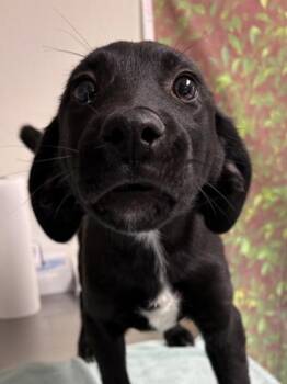 Labrador Retriever and Mixed Breed Dogs Available for Adoption - Aladdin | PetCurious