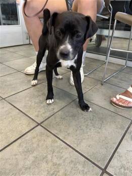JOSE -  Terrier Dog for Adoption in San Antonio, Texas - JOSE | PetCurious