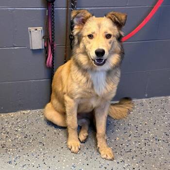 Collie and Shepherd Dogs Available for Adoption in Tuscaloosa, Alabama - TUSC-Stray-84265 | PetCurious