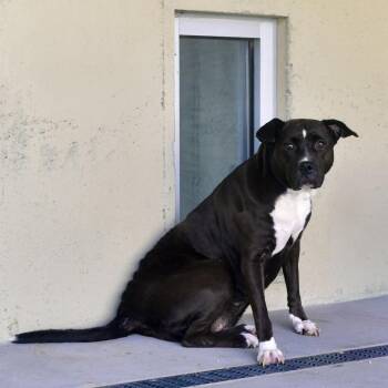 Stormie -  Pit Bull Terrier and Mixed Breed Dog for Adoption in Ottawa, Kansas - Stormie | PetCurious