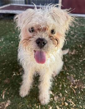 Rescue Shiba Inu and Poodle Dogs for Adoption in Ramona, California - Motorbreath | PetCurious