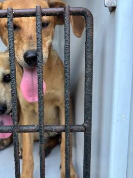 Levi -  Mixed Breed Dog for Adoption in Mobile, Alabama - Levi | PetCurious