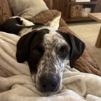 John Deere -  Pit Bull Terrier and German Shorthaired Pointer Dog for Adoption in Friendswood, Texas - John Deere | PetCurious