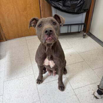 Mixed Breed Dogs Available for Adoption - Tulip | PetCurious