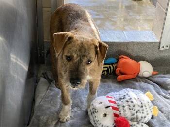 Airedale Terrier and Mixed Breed Dogs Available for Adoption in Tustin, California - THE DUDE | PetCurious