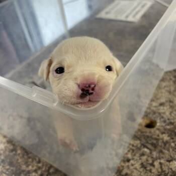 Milkshake -  Pit Bull Terrier Dog for Adoption in Belleville, Illinois - Milkshake | PetCurious