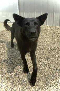 Jade -  Shepherd Dog for Adoption in Estherville, Iowa - Jade | PetCurious