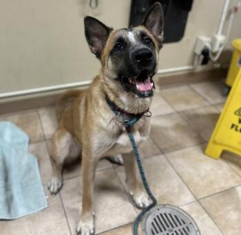 Durango (mcas) -  German Shepherd Dog Dog for Adoption in Troutdale, Oregon - Durango (mcas) | PetCurious