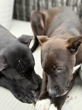 Rescue Pit Bull Terrier and Labrador Retriever Dogs for Adoption in Rochester Hills, Michigan - Sprout | PetCurious