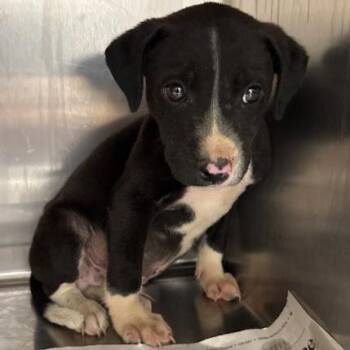 Labrador Retriever and Terrier Dogs Available for Adoption in Hattiesburg, Mississippi - K.K. Slider | PetCurious