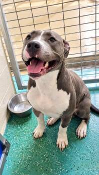 Dallas -  Pit Bull Terrier Dog for Adoption in Kemp, Texas - Dallas | PetCurious