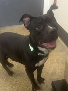 Hot Rod -  Pit Bull Terrier Dog for Adoption in Cleveland, Ohio - Hot Rod | PetCurious